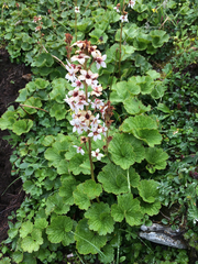 Boykinia richardsonii