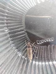 Trichoferus campestris