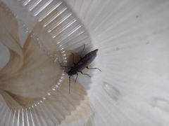 Trichoferus campestris