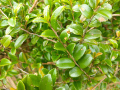 Eurya crenatifolia
