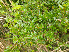 Eurya crenatifolia