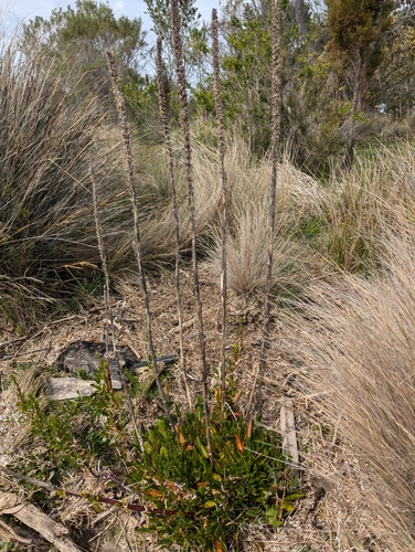 Lawrencia spicata observed 2024-09-25