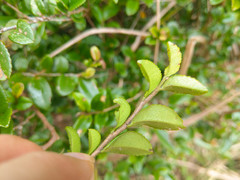 Eurya crenatifolia