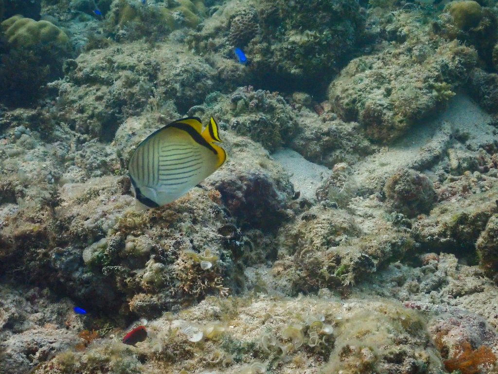 Vagabond butterflyfish