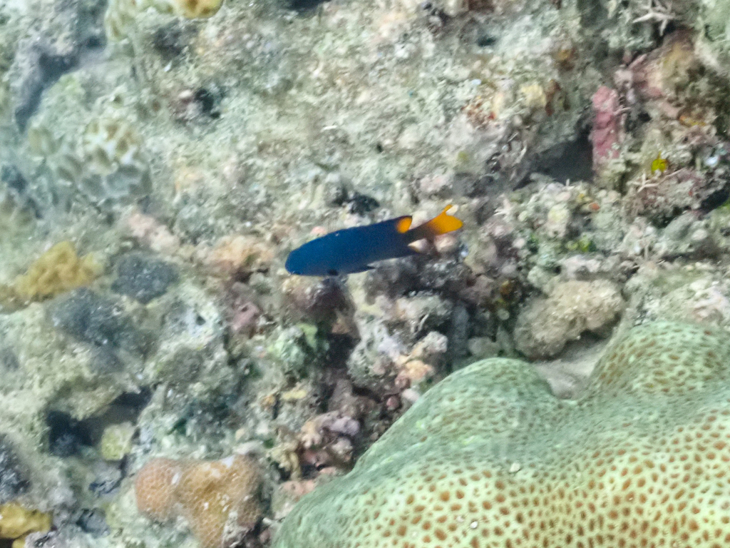 Philippine Damsel