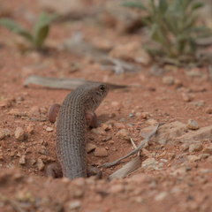 Centralian Floodplains Desert-Skink photo 2