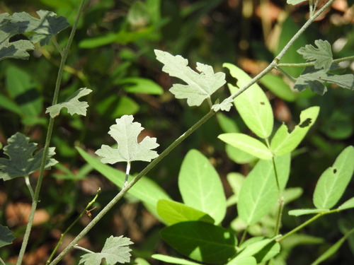 Image of Sphaeralcea laxa by (c) Rachel Stringham, some rights reserved (CC BY)