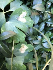 Phytomyza aquilegiae group