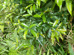 Helicia cochinchinensis