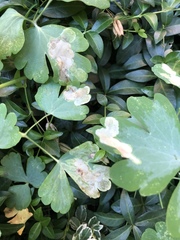 Phytomyza aquilegiae group