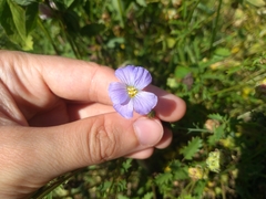 Linum perenne