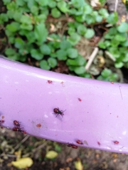 Oxycarenus lavaterae