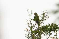 Amazona xantholora