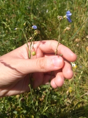 Linum perenne