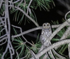 Psiloscops flammeolus