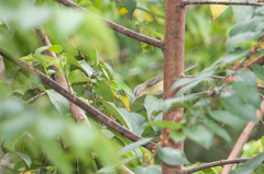 Vireo philadelphicus
