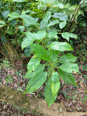 Elaeocarpus japonicus