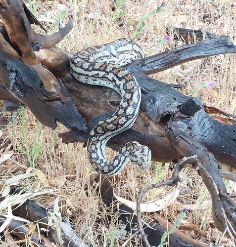 Inland Carpet Python sighting