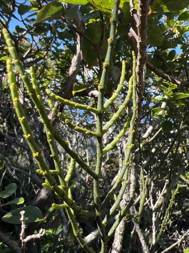 Korthalsella cylindrica observed 2024-09-24