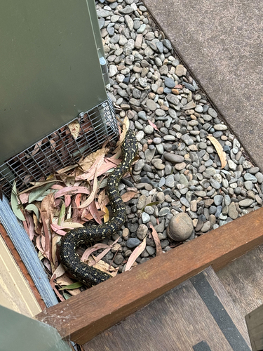 Diamond Python sighting