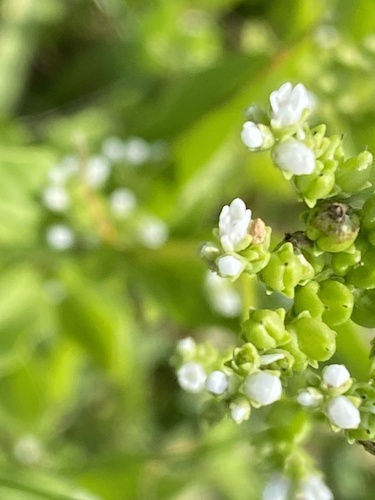 Image of Mitreola petiolata by no rights reserved