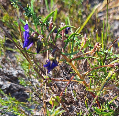 Image of Viola decumbens by (c) Adele SL, some rights reserved (CC BY)