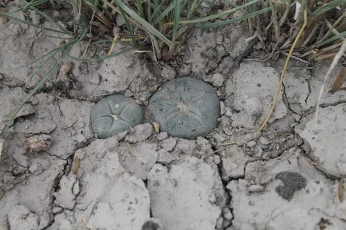 Lophophora diffusa
