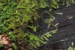 Lembophyllum divulsum