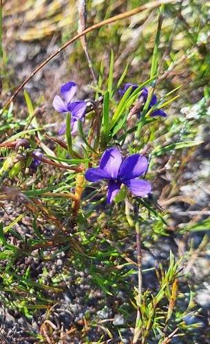 Image of Viola decumbens by (c) Adele SL, some rights reserved (CC BY)