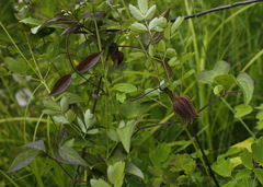 Clematis fusca