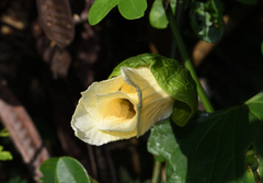 Momordica cochinchinensis