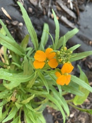 Erysimum × marshallii