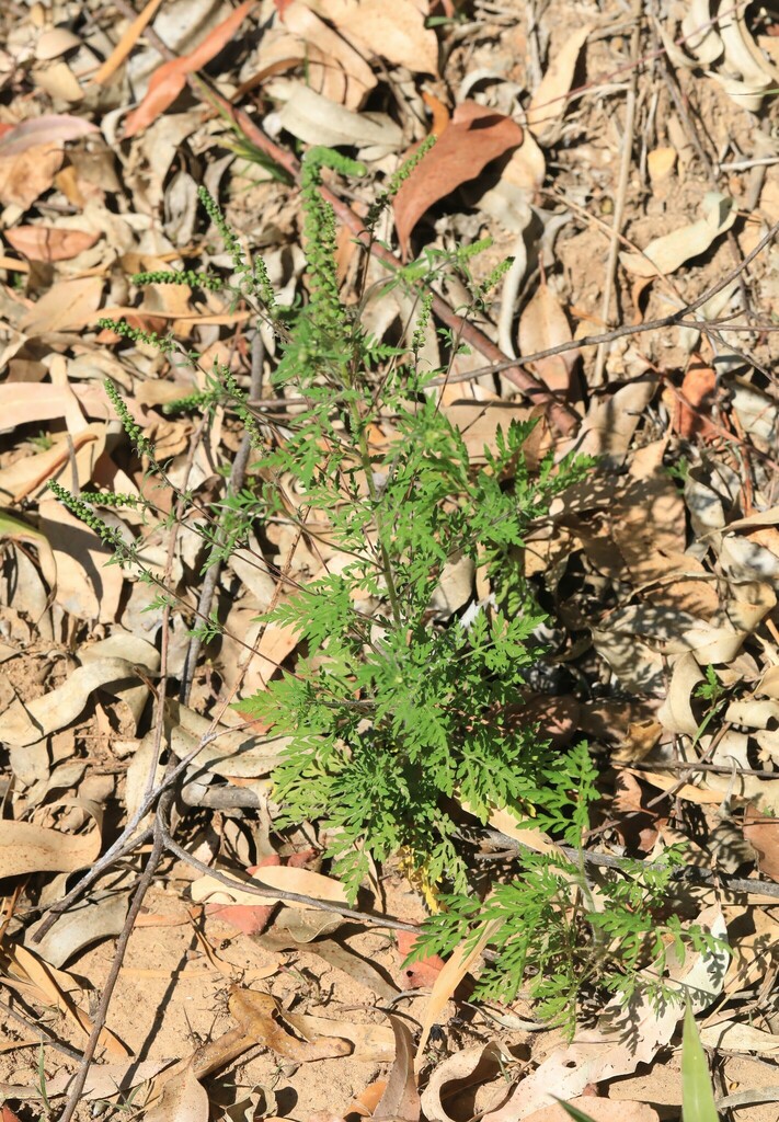 common ragweed from Sherwood NSW 2450, Australia on September 23, 2024 ...