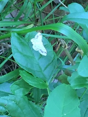 Idaea trigeminata