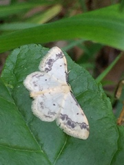 Idaea trigeminata
