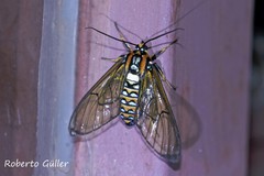 Gymnelia pavo