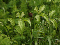 Clematis fusca