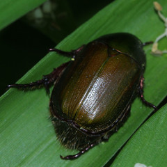 Anomala albopilosa
