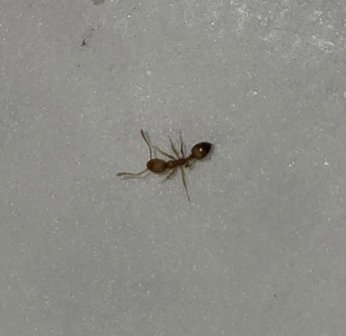 Monomorium pharaonis observed 2024-09-24