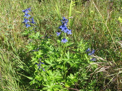 Delphinium brachycentrum