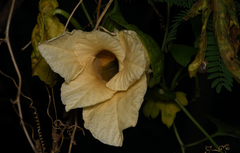 Momordica cochinchinensis