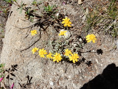 Eriophyllum lanatum integrifolium
