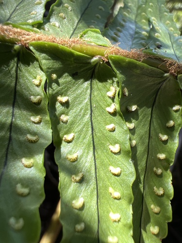 Nephrolepis exaltata observed 2024-09-24