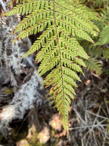 Ctenitis squamigera