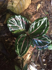 Goeppertia roseopicta