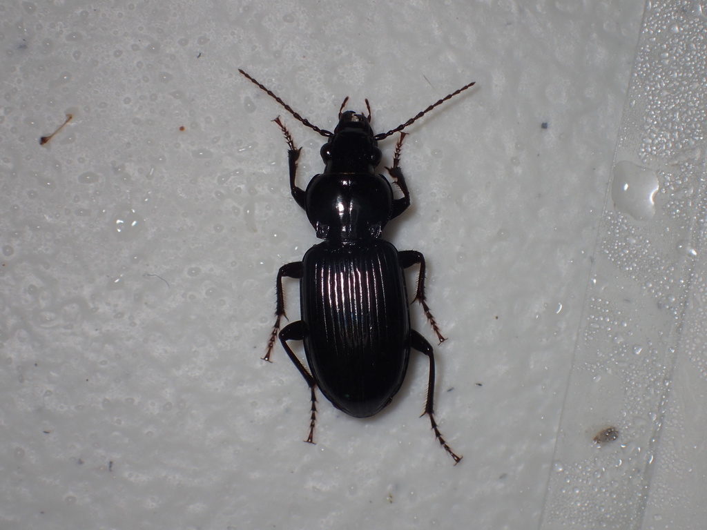Pterostichus ebeninus