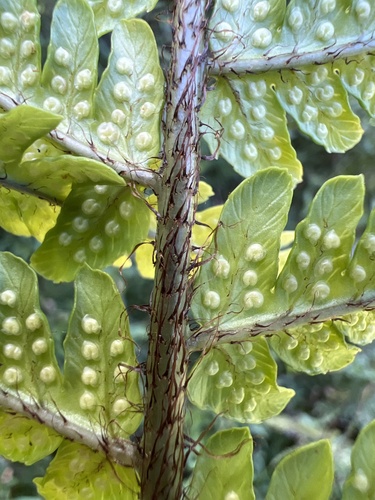 Dryopteris fuscoatra observed 2024-09-24