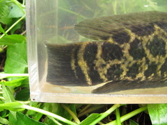 Channa maculata