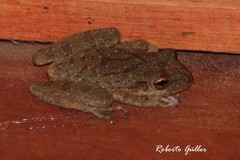 Scinax nasicus
