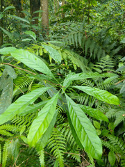 Osmanthus matsumuranus